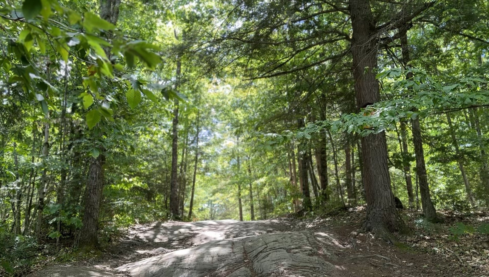 Winding dirt path through a dense forest with sunlight filtering through the trees.