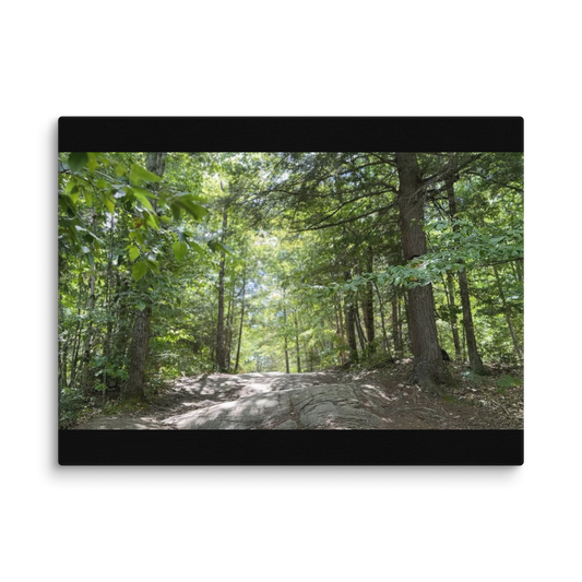 Canvas print of a forest scene with a path
